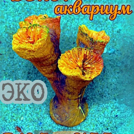 Коралл Клавулария трубки